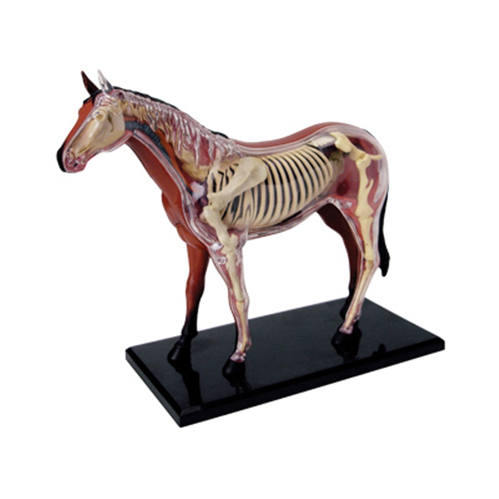 Science Diy Model - Animal Organ Anatomy Model 4D Horse