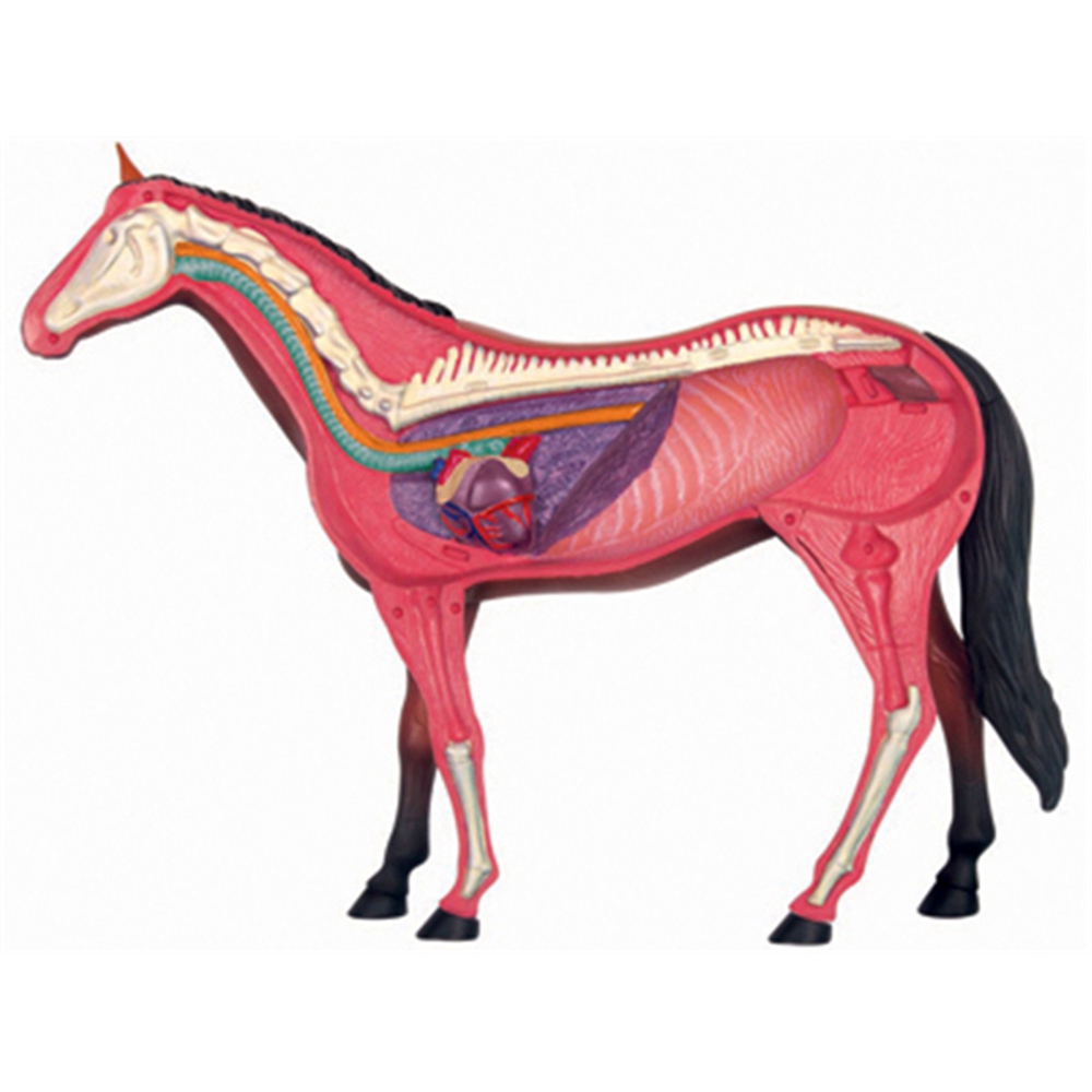 Animal Organ Anatomy Model 4D  - đánh giá và giá Science Diy Model