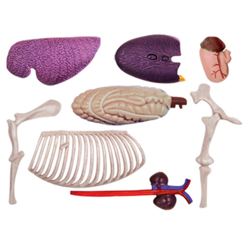 Animal Organ Anatomy Model 4D  - đánh giá và giá Science Diy Model